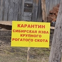 Анализ подтвердил сибирскую язву у скота в Туве