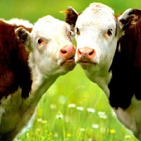 Более 1,5 тыс. коров подхватили неизвестную болезнь в Казахстане
