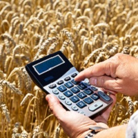 Экспортная пошлина на пшеницу может вернуться