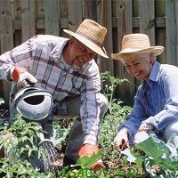 Россельхозбанк предоставит кредиты садоводам под 7,15%