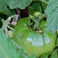 Турция будет выращивать томаты в России