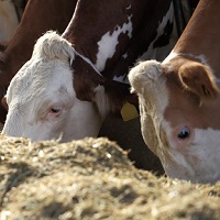 Ученые предлагают альтернативное питание для скота