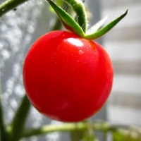 В Австралии открылась томатная ферма будущего